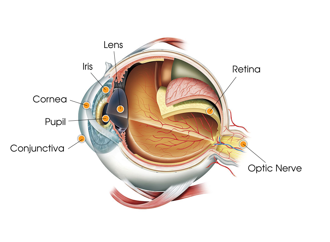 Anatomy Lesson: What Is the Retina? - Eye Care Specialists